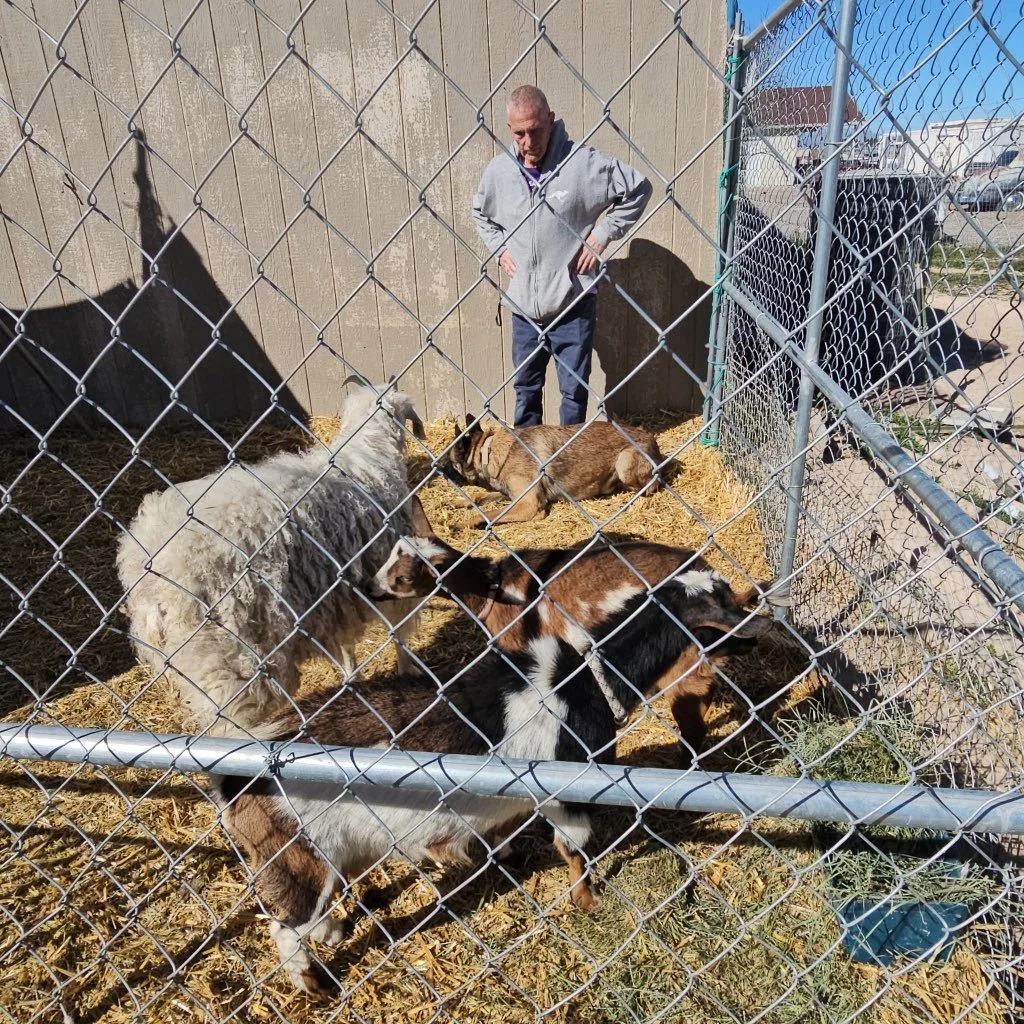 A man stands inside a fenced animal enclosure with sheep, goats, and a dog on hay and dirt ground outside.