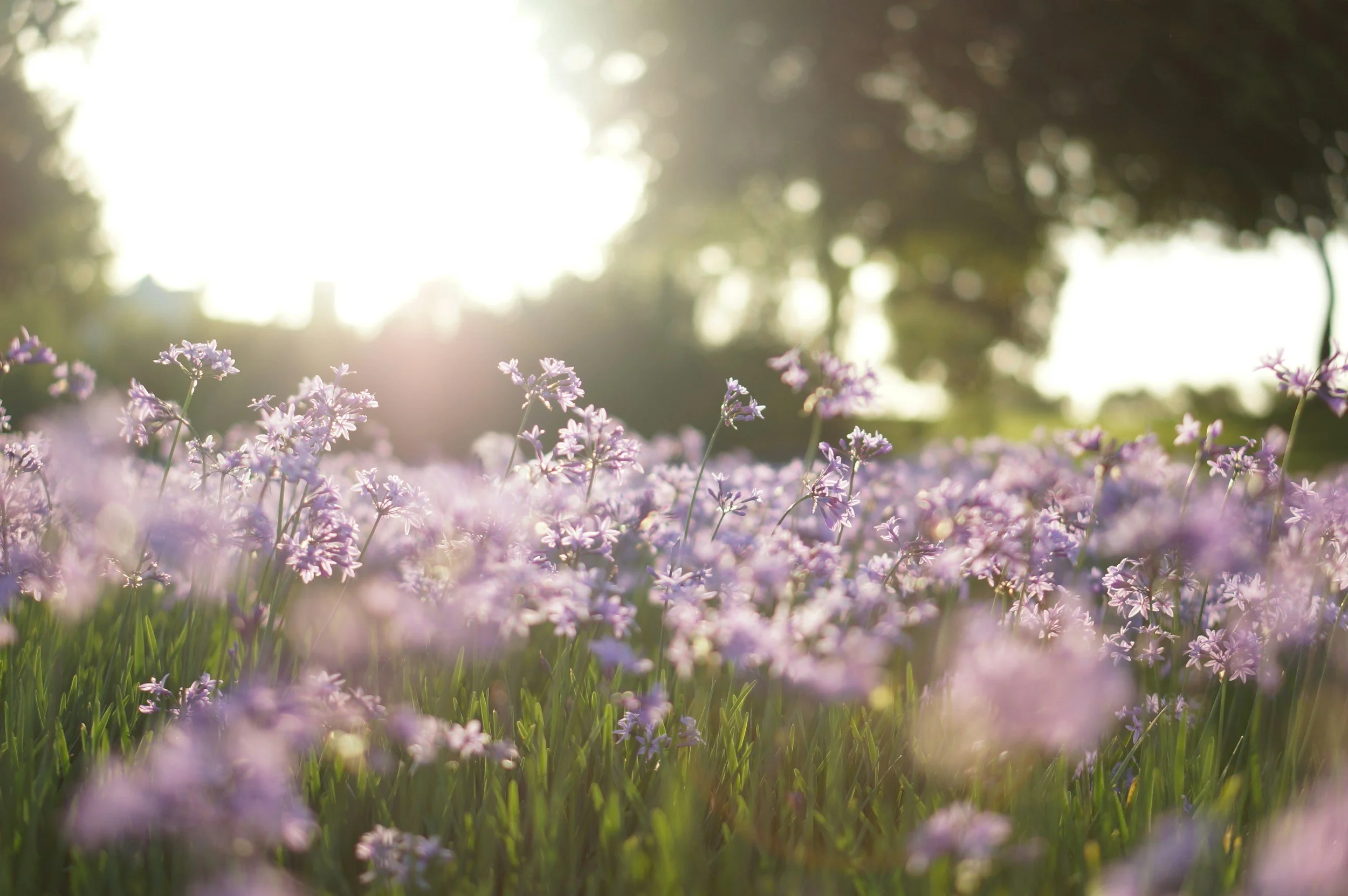 Un champ de petites fleurs violettes sous la lumière du soleil, avec des arbres flous en arrière-plan.