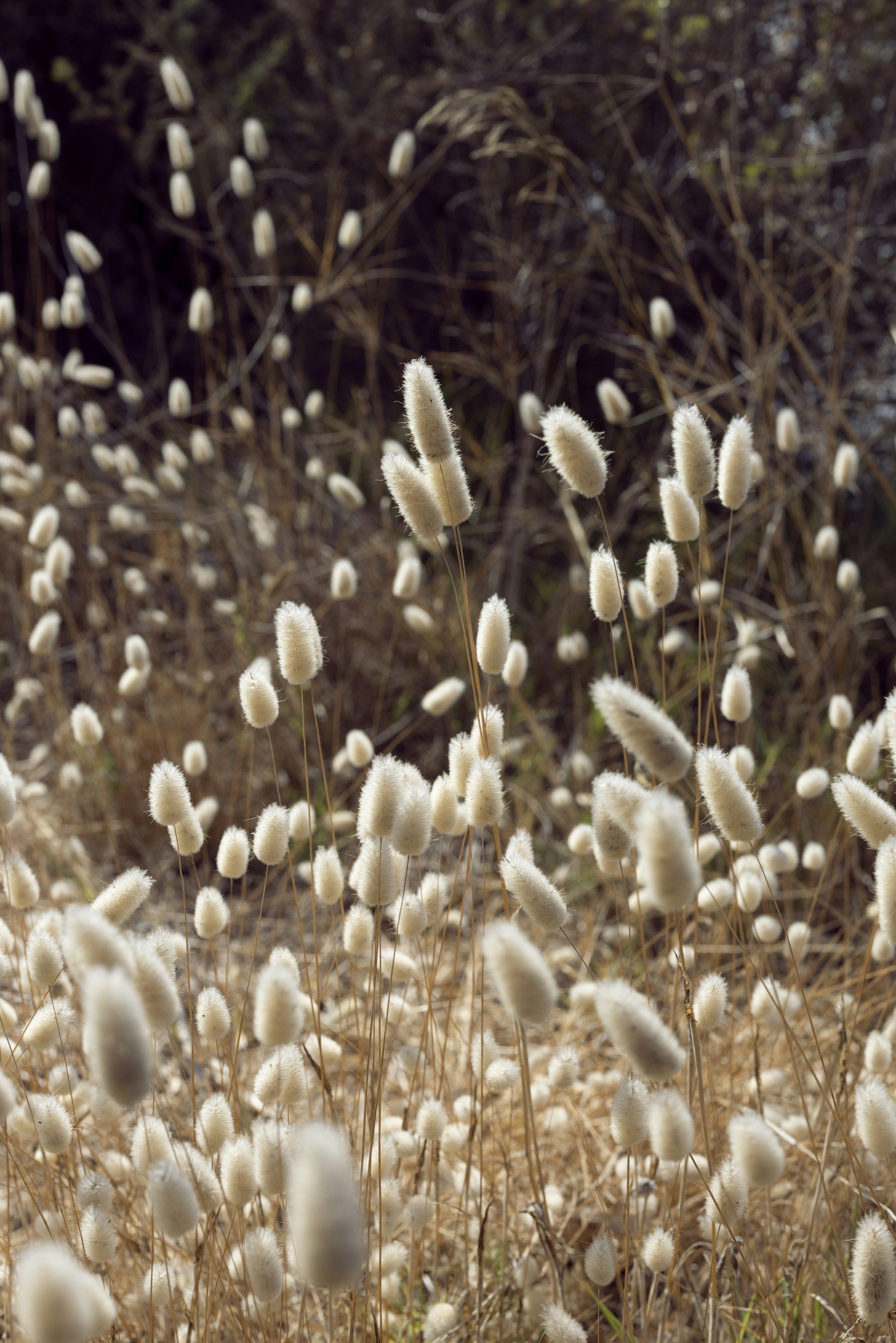 Champ de plantes sèches avec des fleurs en forme de touffe blanche.