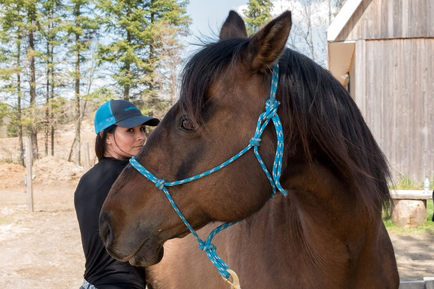 Une femme avec une casquette bleue se tient derrière un grand cheval brun portant un filet bleu.