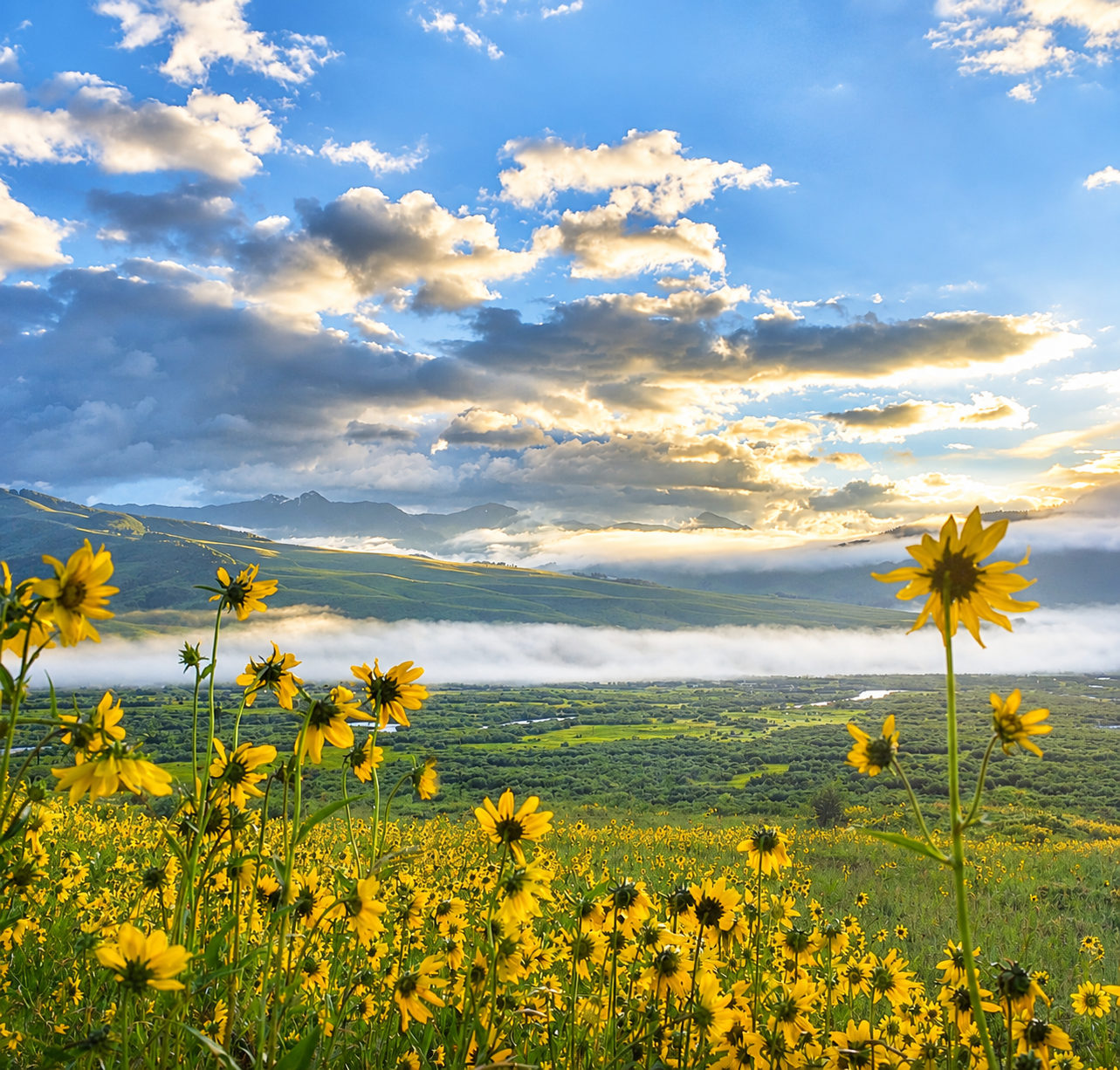 A vibrant landscape featuring a field of yellow wildflowers in the foreground, rolling green hills in the middle ground, and distant mountains under a bright blue sky with scattered clouds, illuminated by sunlight.