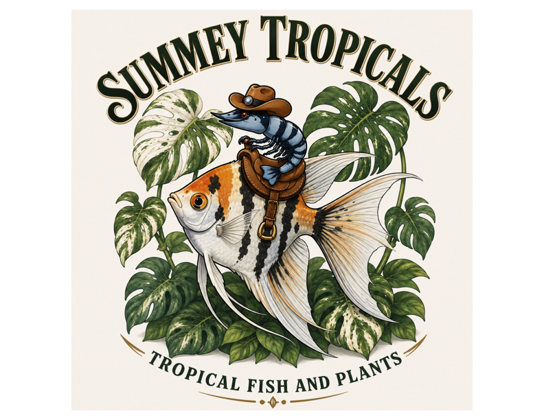Welcome to Summey Tropicals!
