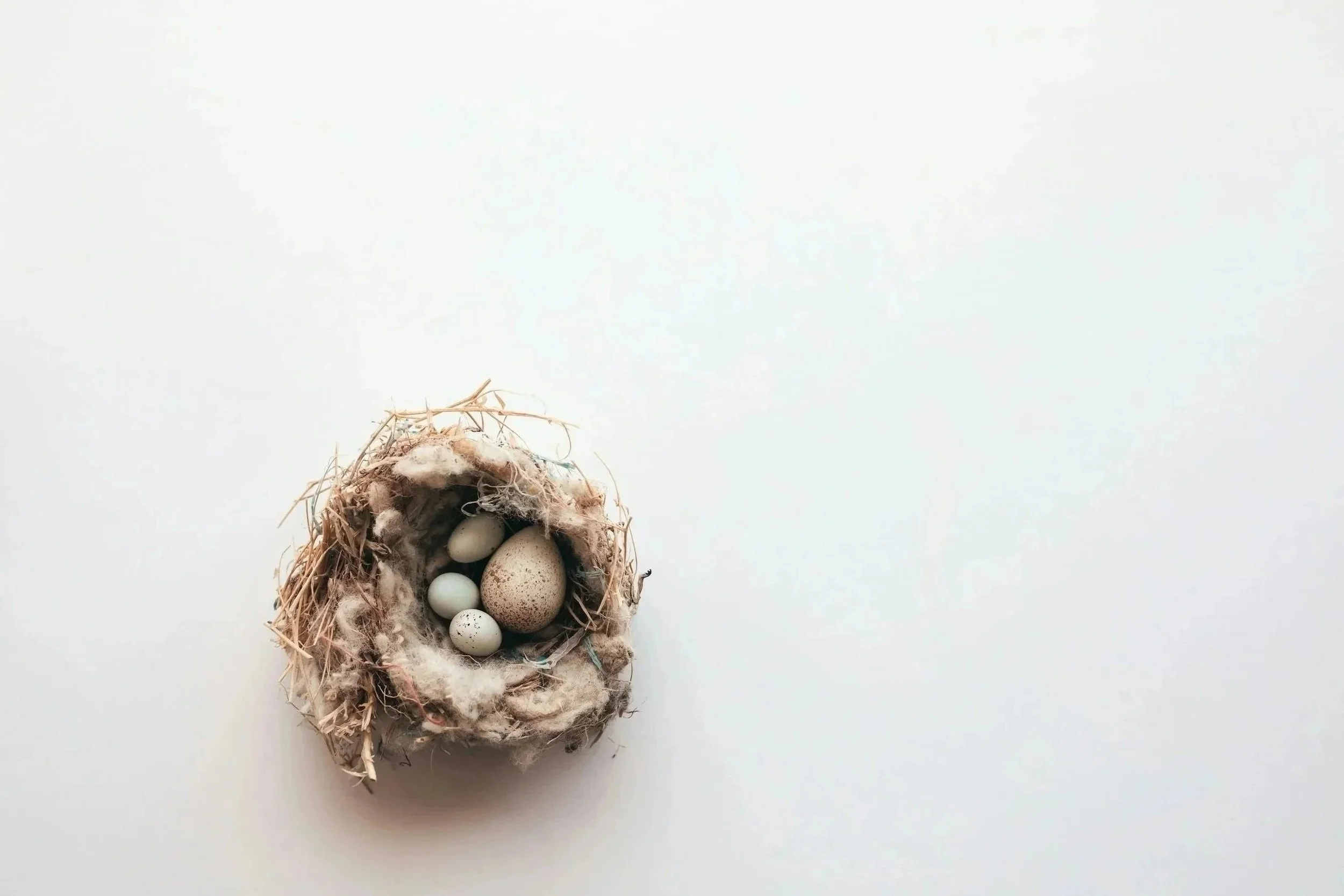 Nest with six eggs on a white background.