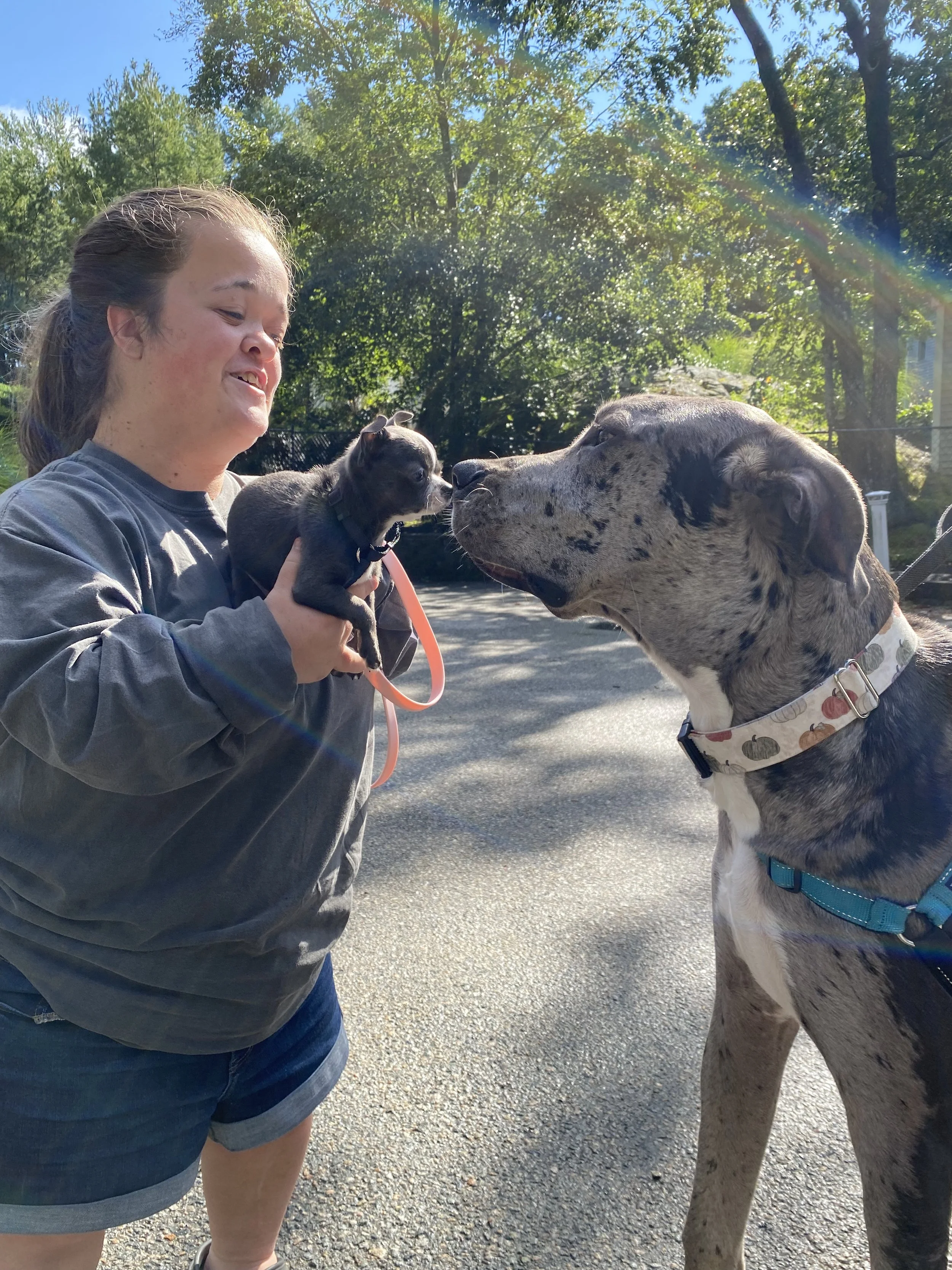 A woman holding a small puppy face to face with a large dog outdoors on a sunny day with trees in the background.
