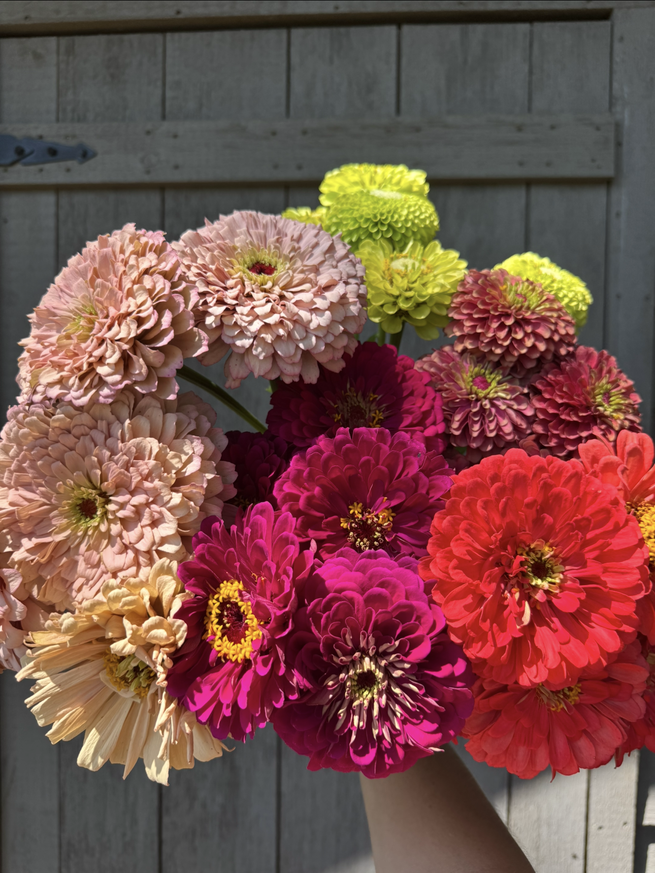 The Posy
