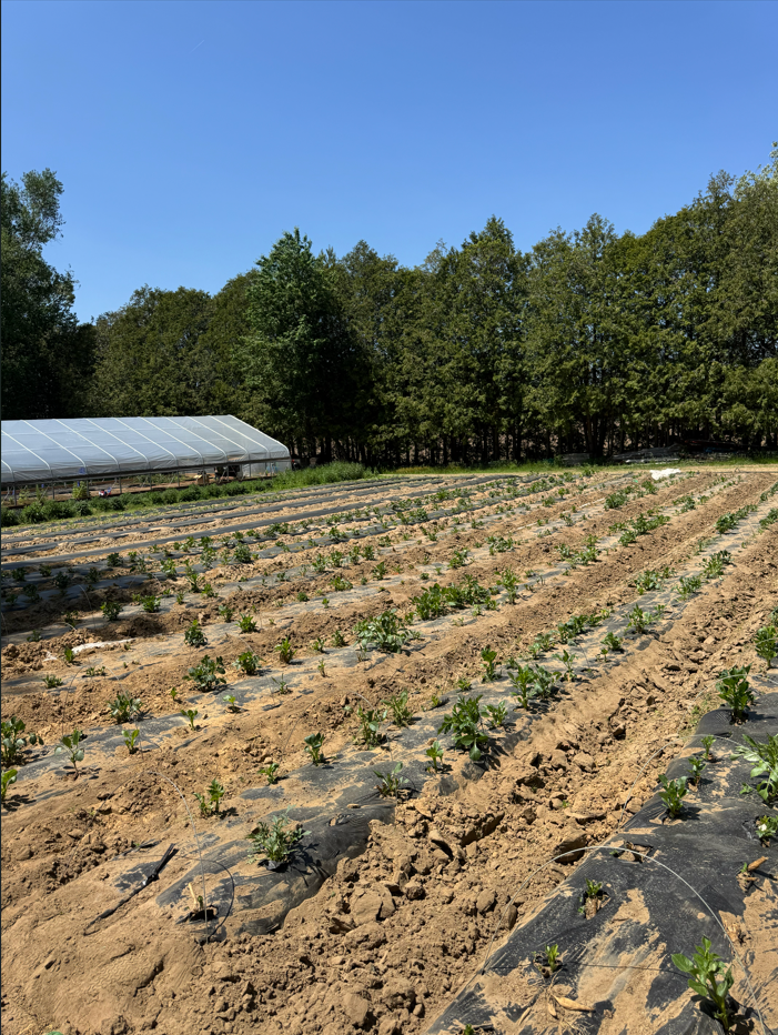 A farm field with young plants growing in rows covered with black plastic mulch, surrounded by a forest of green trees under a clear blue sky, with a greenhouse in the background.