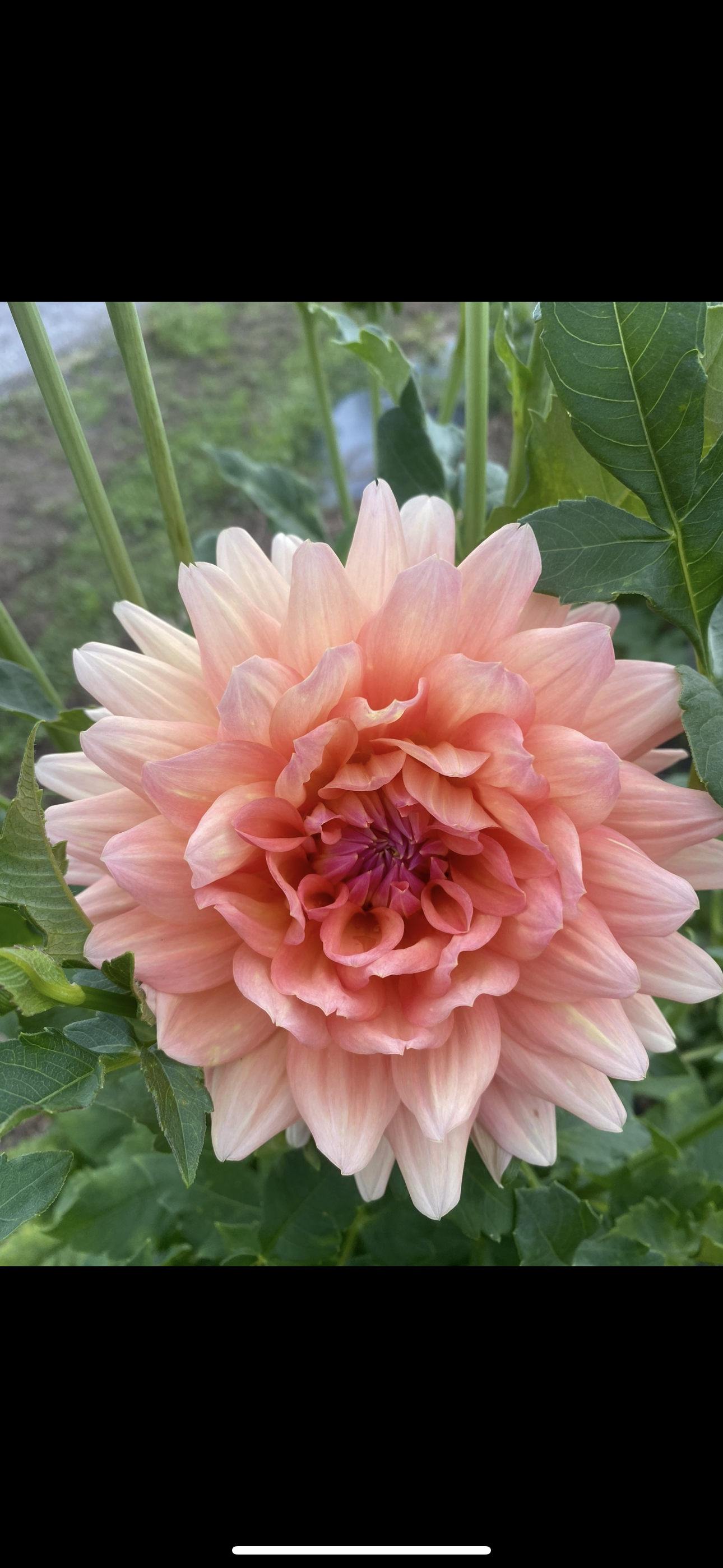 Close-up of a pink dahlia flower in full bloom surrounded by green leaves.