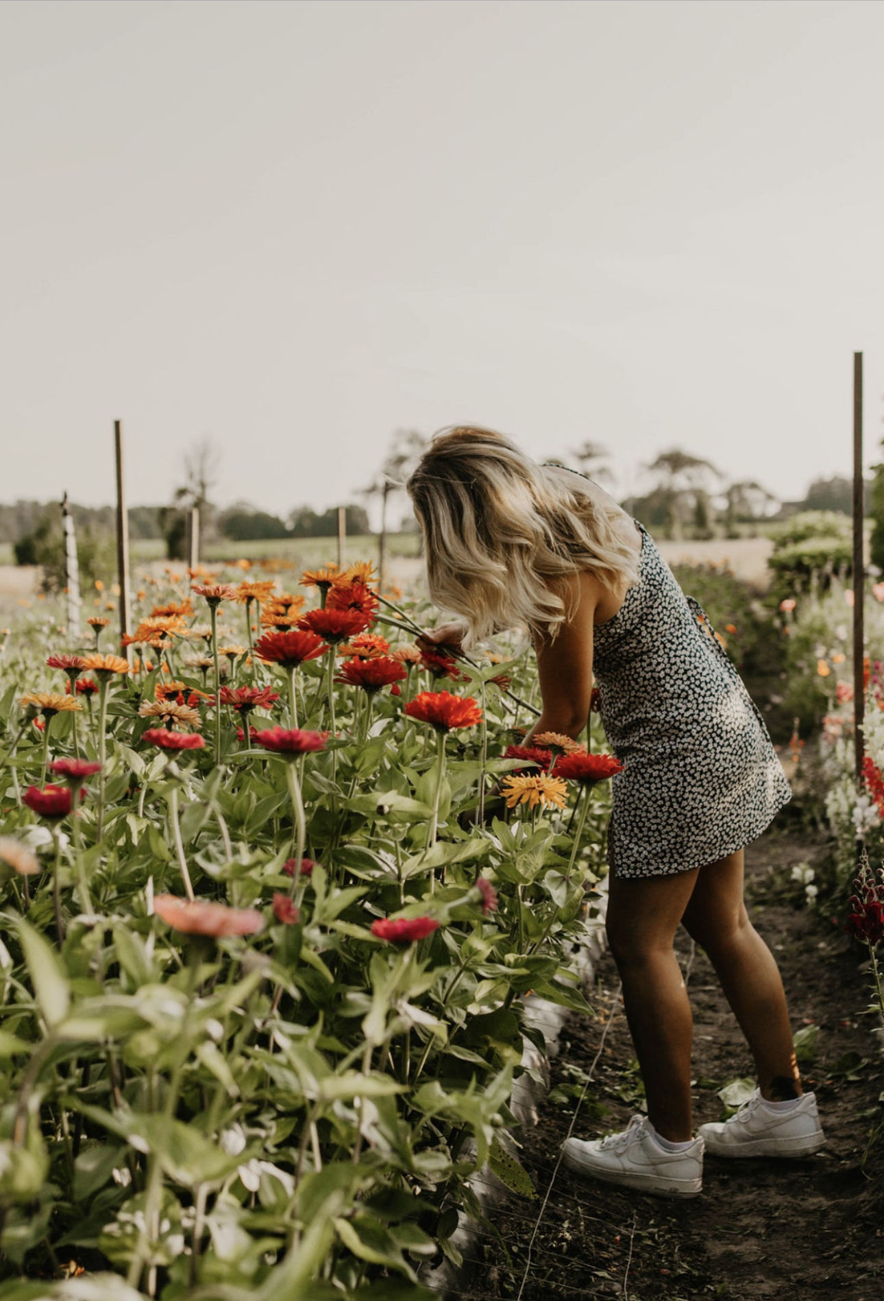 A woman in a black and white floral dress and white sneakers bending over to pick flowers in a garden filled with blooming orange and yellow flowers on a sunny day.