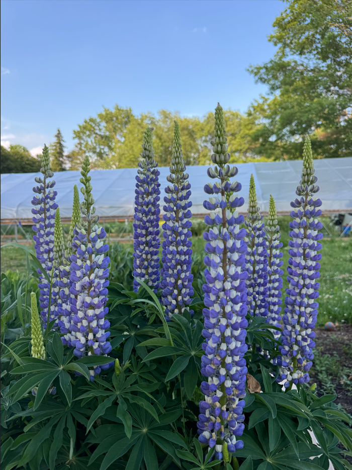 Purple lupine flowers growing in a garden with green leaves under a blue sky.