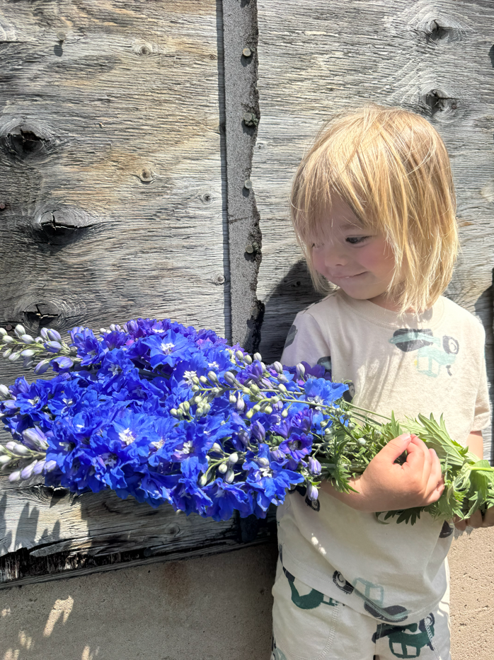 Young child with blonde hair looking at a large bouquet of blue gladiolus flowers against a weathered wooden fence.