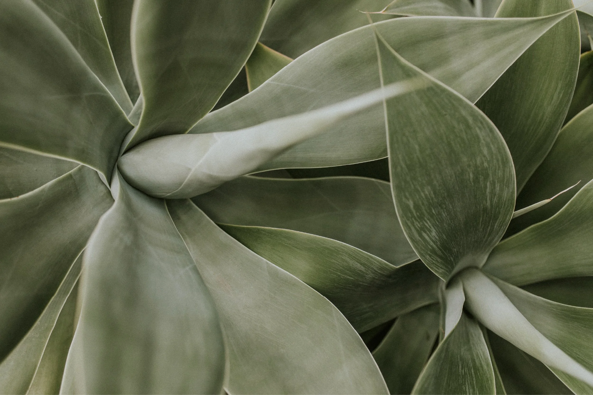 Close-up of a succulent plant with thick, green, fleshy leaves.