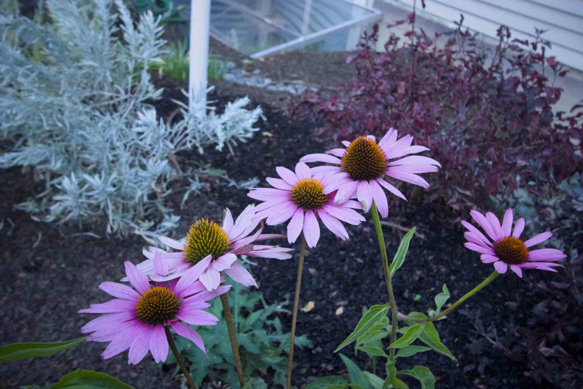 Echinacea purpurea and sage.jpg