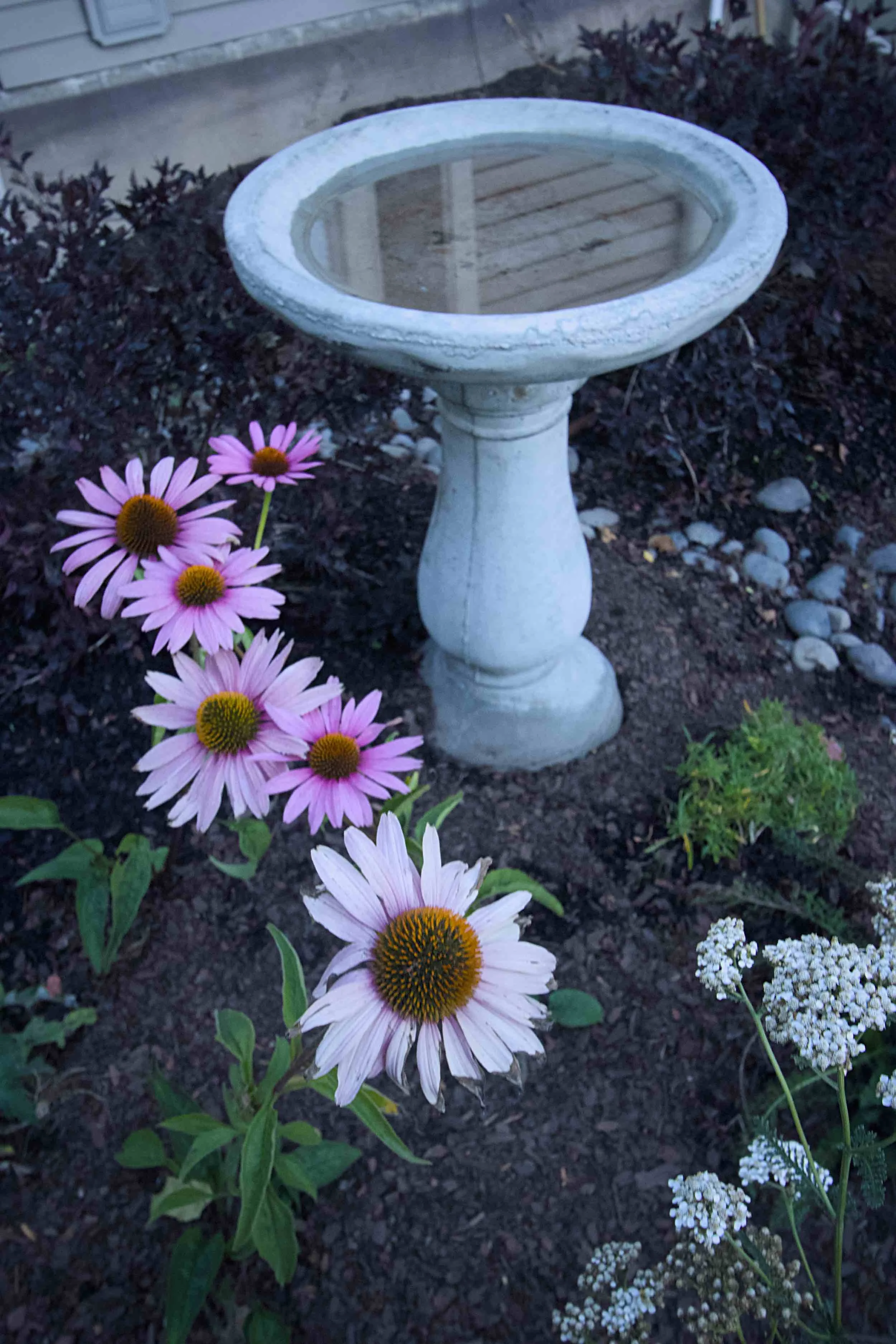 Echinacea yarrow birdbath.jpg