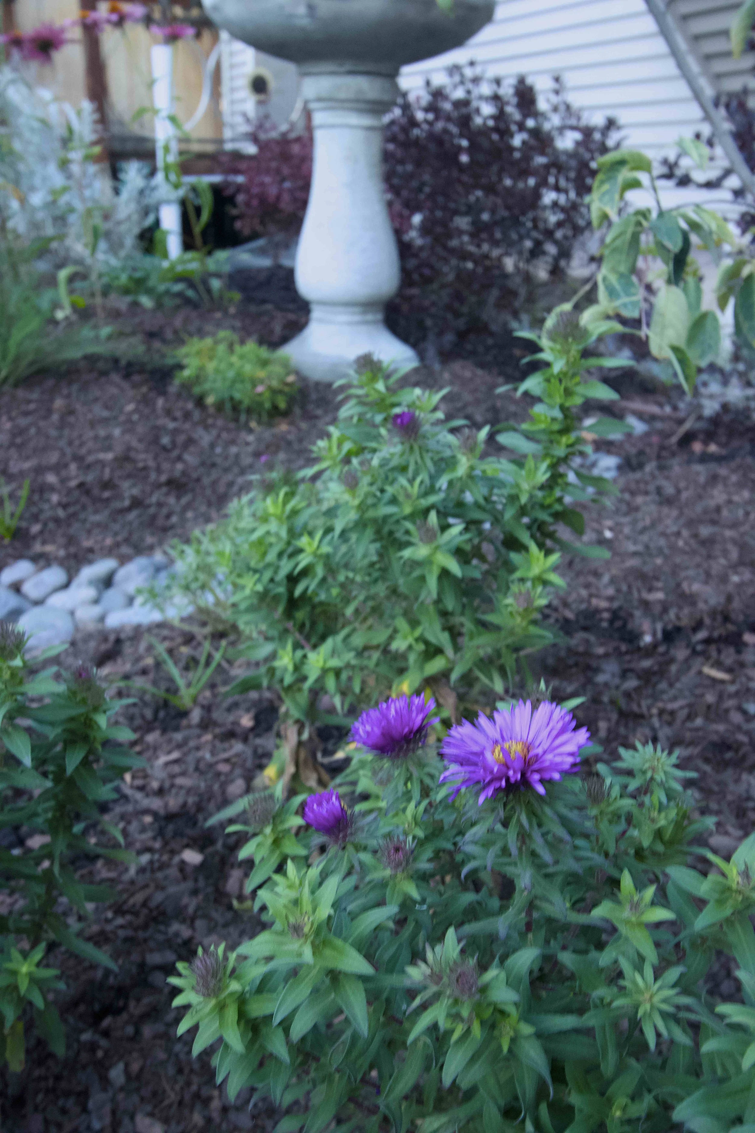 Asters and birdbath.jpg