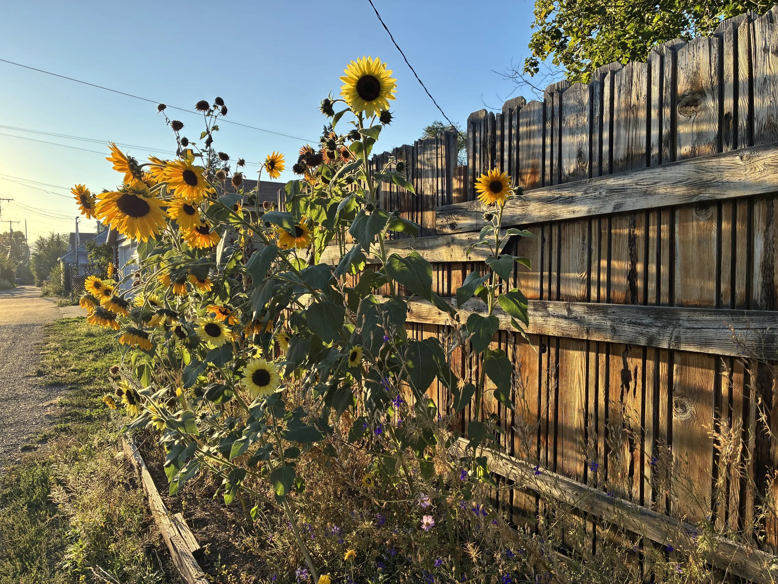 Sunflower alley.JPG