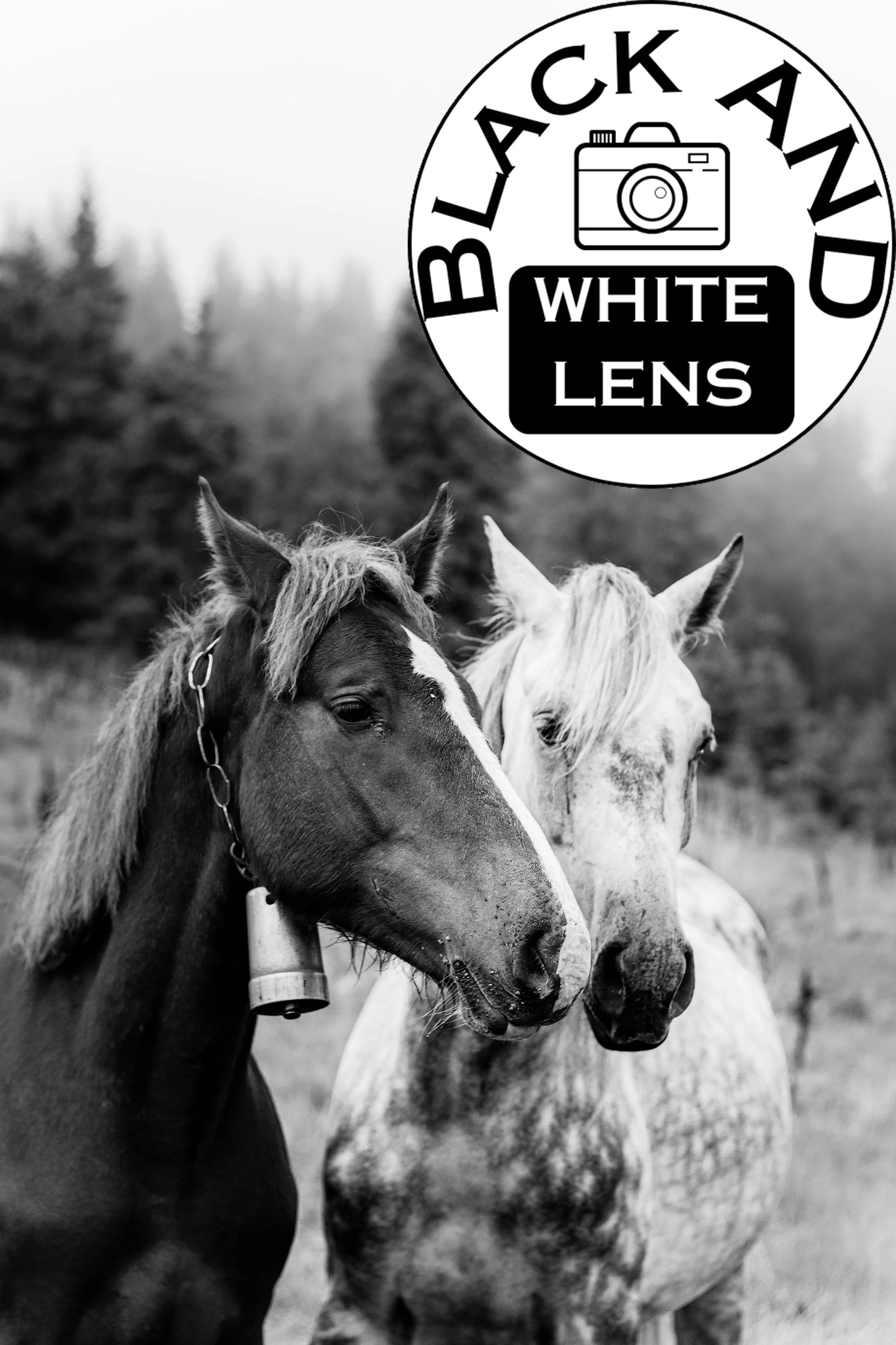 Two Horses black and white photo