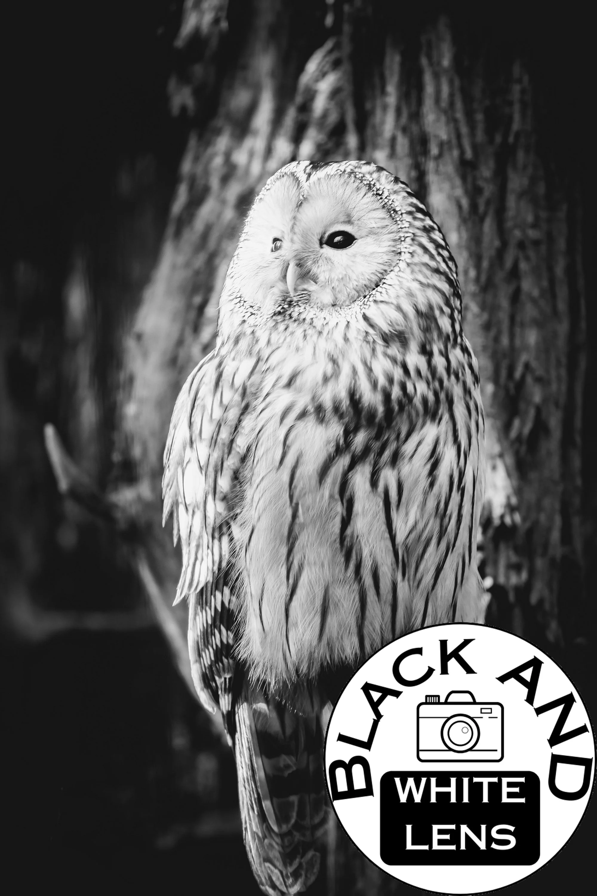 Wise Owl black and white photo