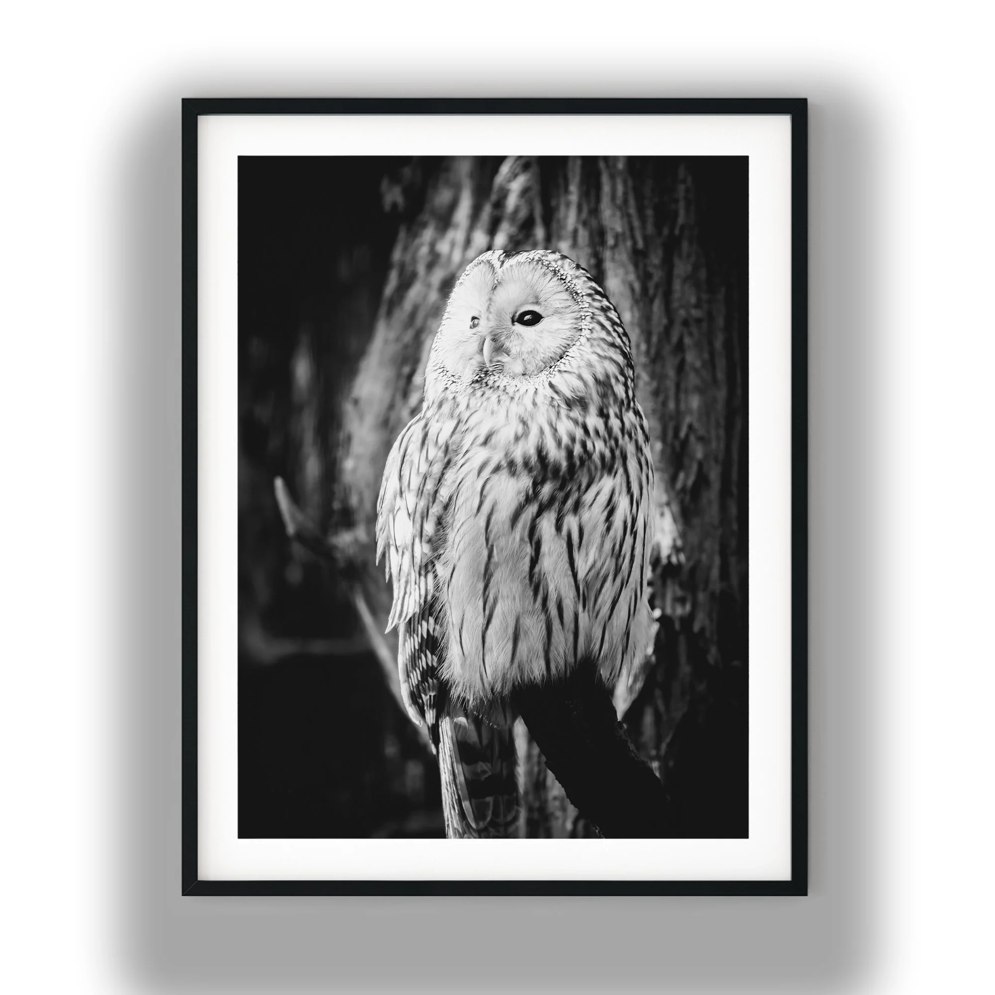 Wise Owl black and white photo