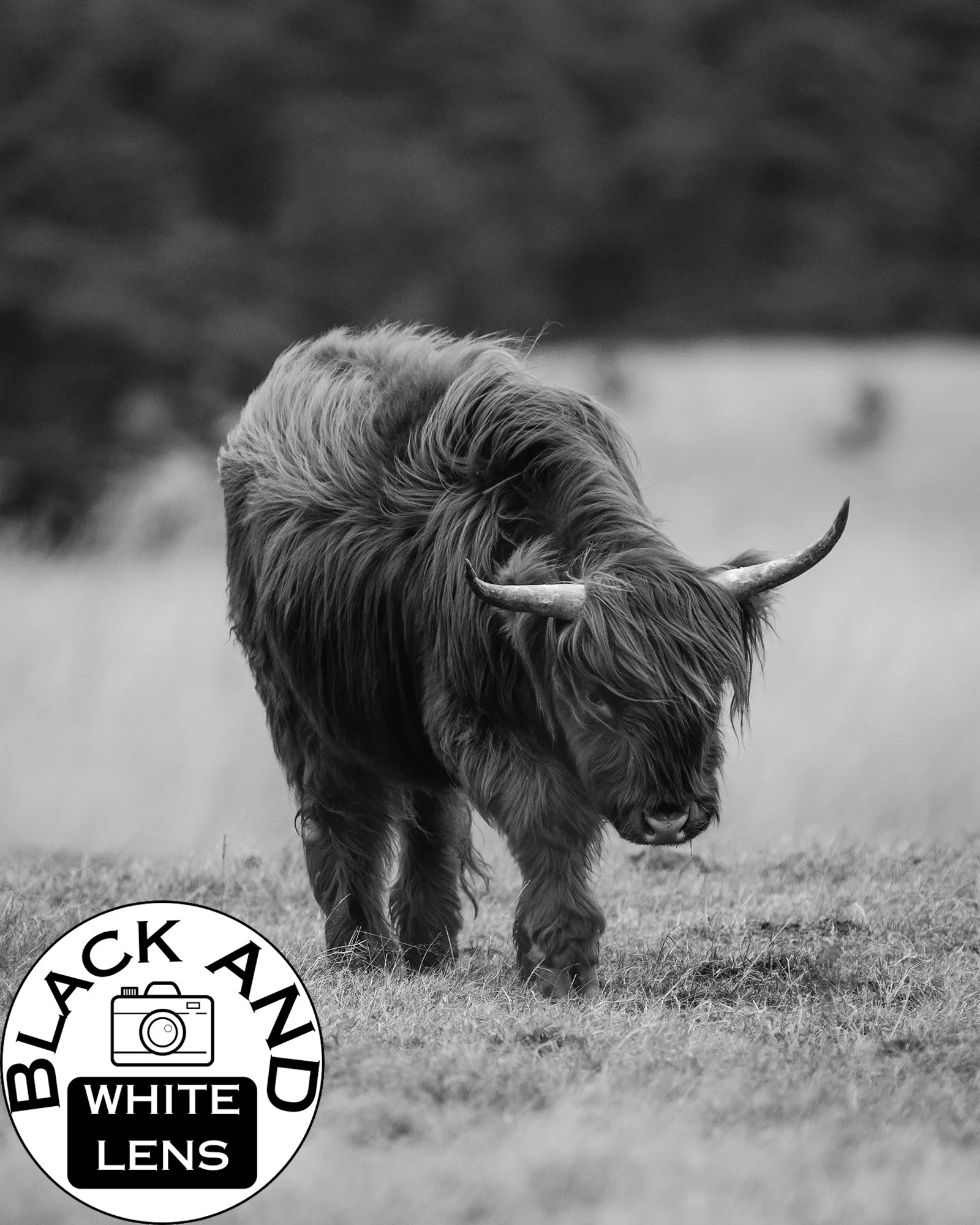 Highland Cow black and white photo