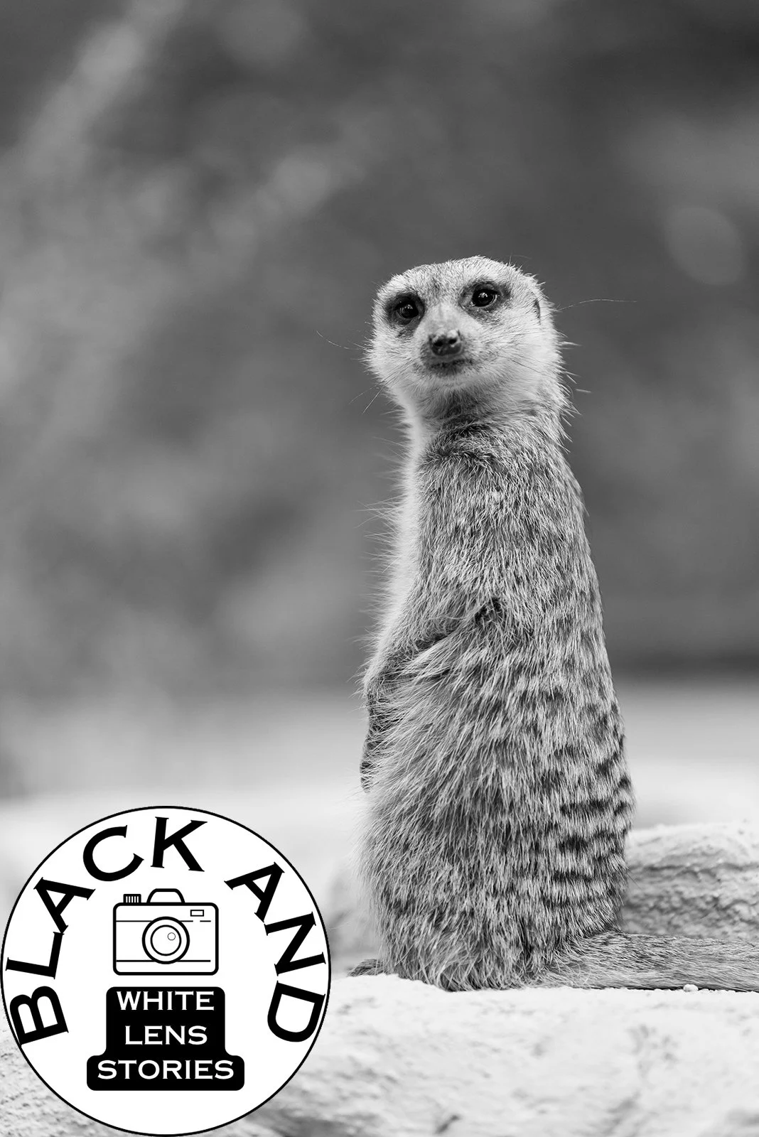 Curious Meerkat Black And White Photo