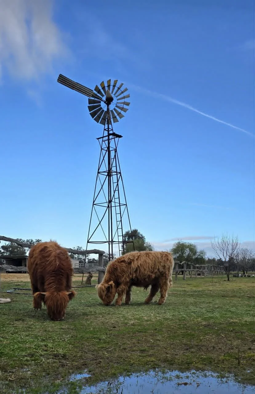 Two highland cows grazing on green grass near a puddle with a windmill and trees in the background under a blue sky.