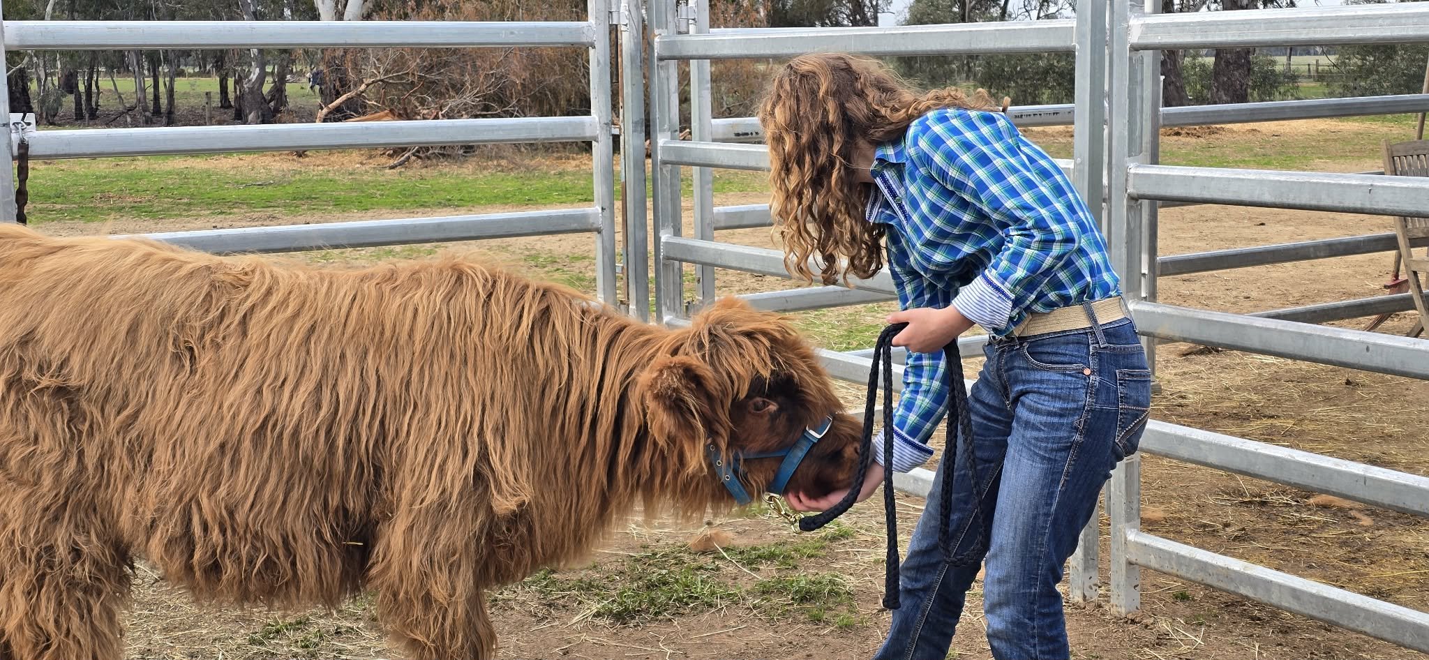 A girl with long curly hair, wearing a blue plaid shirt and jeans, holding a leash and grooming a large brown Highland cow with a thick, shaggy coat inside a metal fenced pasture.