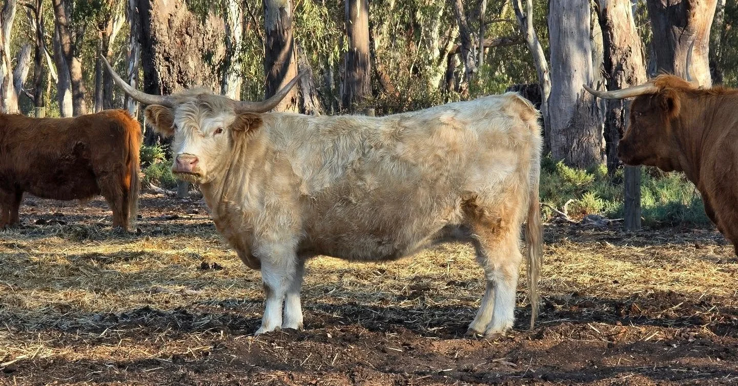 Yesterday was a heavy day at the farm.... 
One of those days when you question why you're a cattle farmer. 

We said goodbye to our beautiful Fionn Pearl of Butler Highlands, and her calf.
Our last, and late to calve for the season - she lost her cal