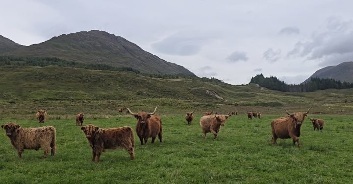 On my last day in Scotland I was very fortunate to wonder the fields with more magnificent Highland Coos... and what a job they're doing with these calves!