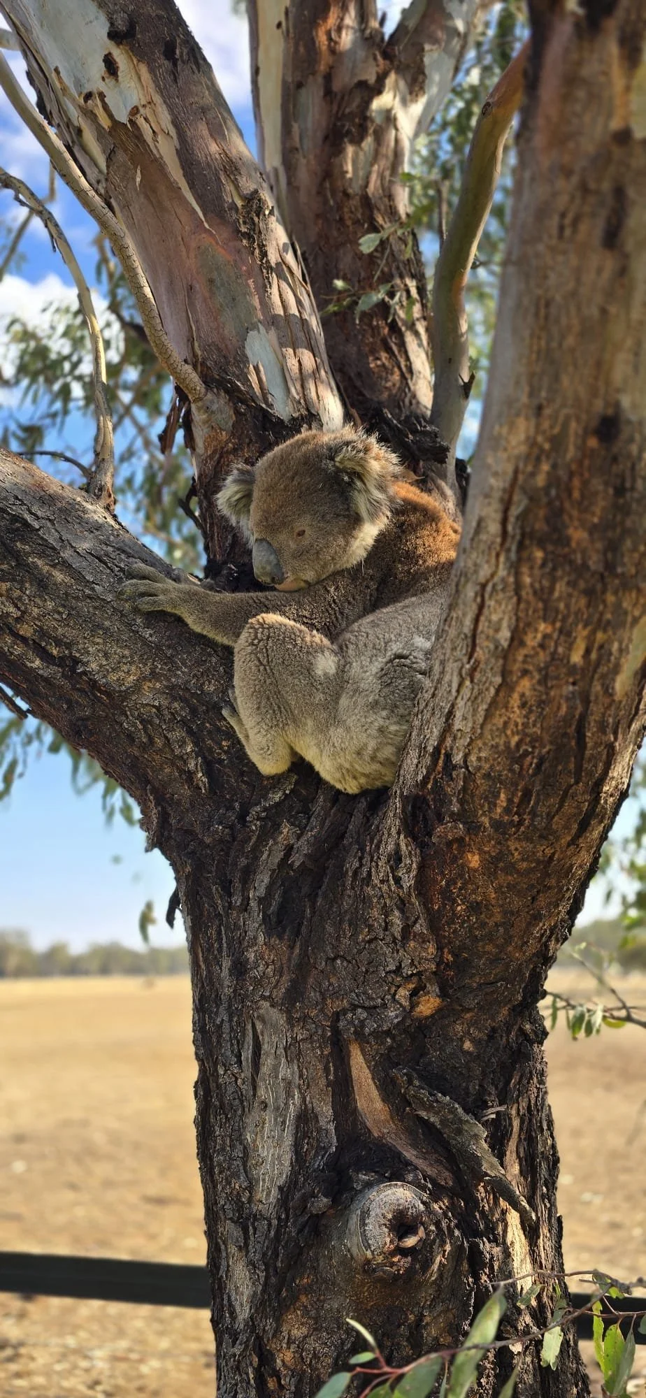 A koala sleeping on a tree branch in daylight.