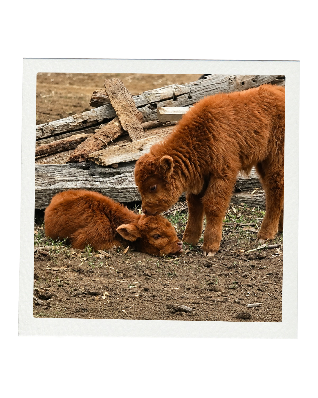 Two brown fluffy baby Highland Cows, one standing and one lying on the ground, in a natural outdoor setting with wood logs in the background.