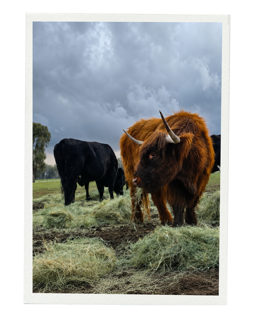 A herd of Scottish Highland cattle grazing on a field under a cloudy sky, with one brown and black cow in the foreground and black cows in the background.