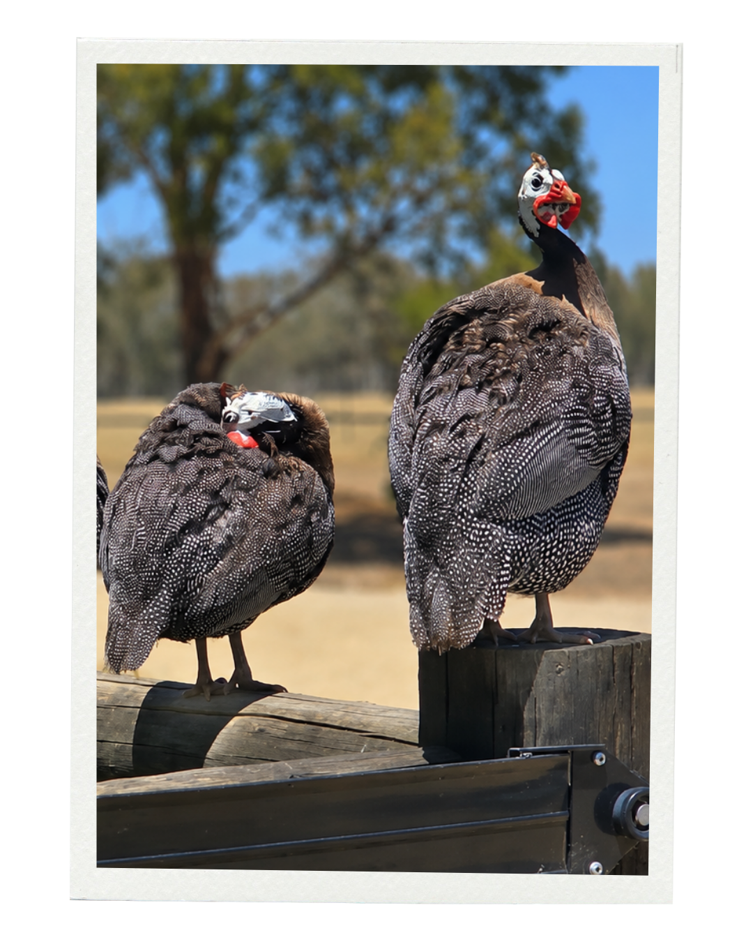Guinea Fowl farm animals standing on fence