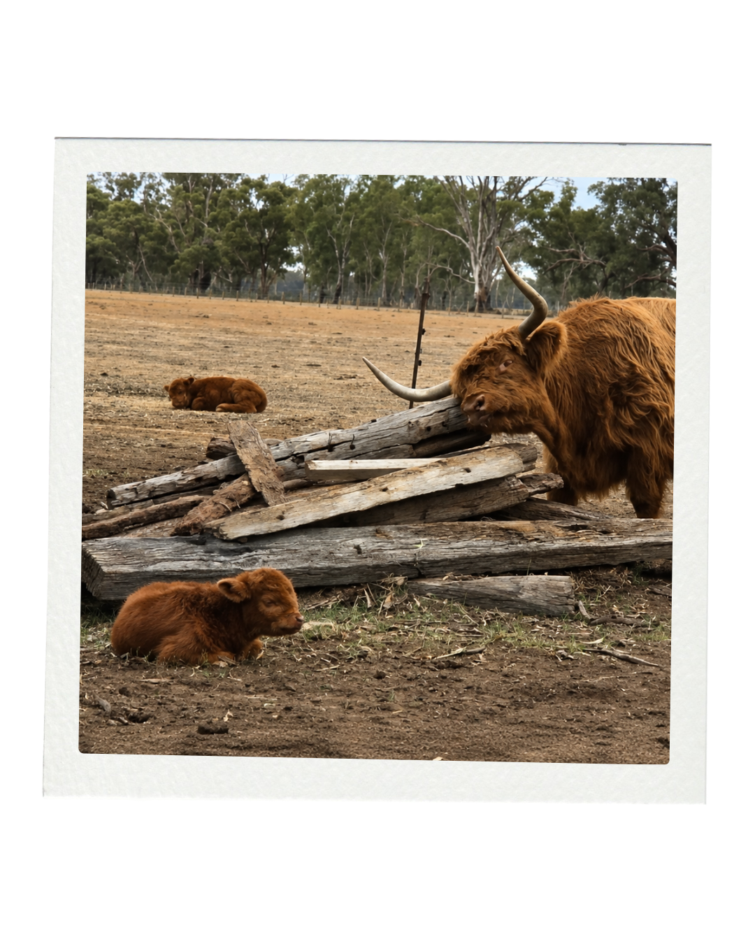 A highland cow with large horns resting head on a pile of logs, accompanied by two fluffy brown calves lying on the ground, with a background of trees and a bare field.