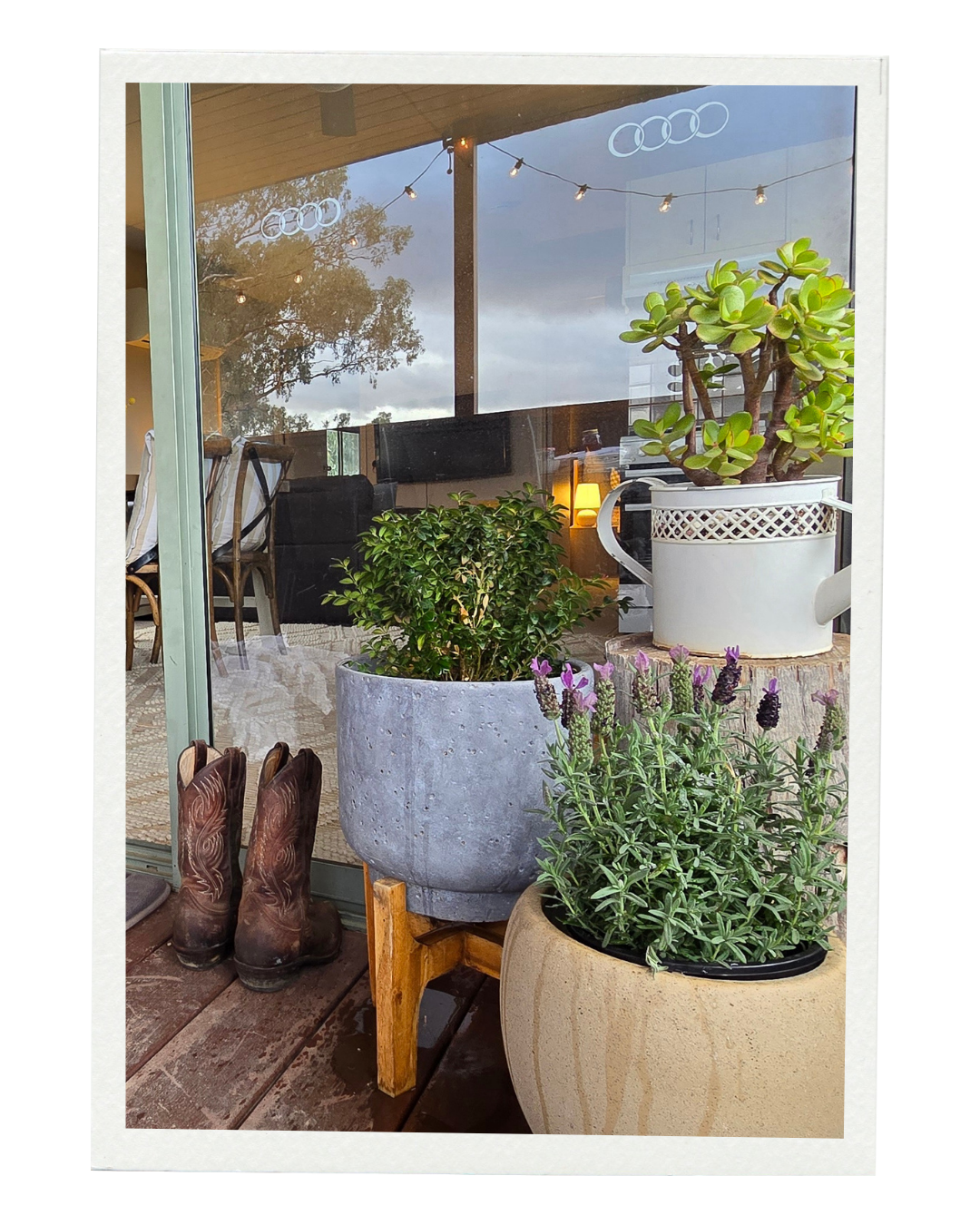 Indoor scene with potted plants on a wooden stand and floor, including a jade plant, lavender, and another leafy plant. There are vintage leather cowboy boots on the floor next to the plants. A glass door shows the outdoor patio and reflections of tree and string lights.
