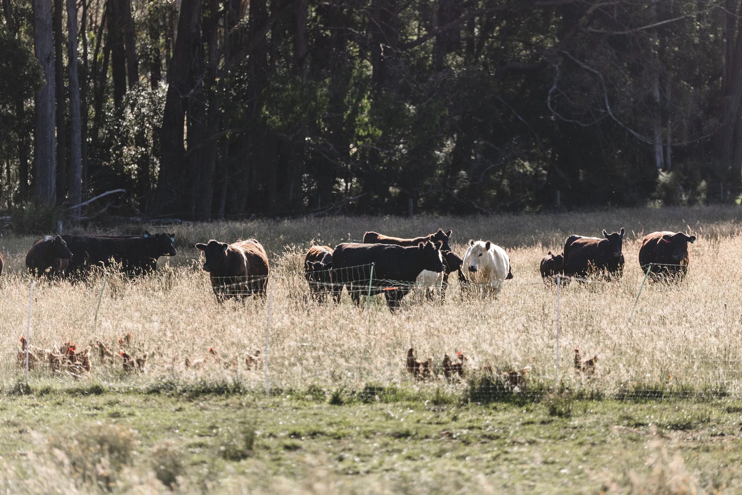 Cows grazing in a grassy field near a wire fence, with tall trees in the background and sunlight filtering through the foliage.