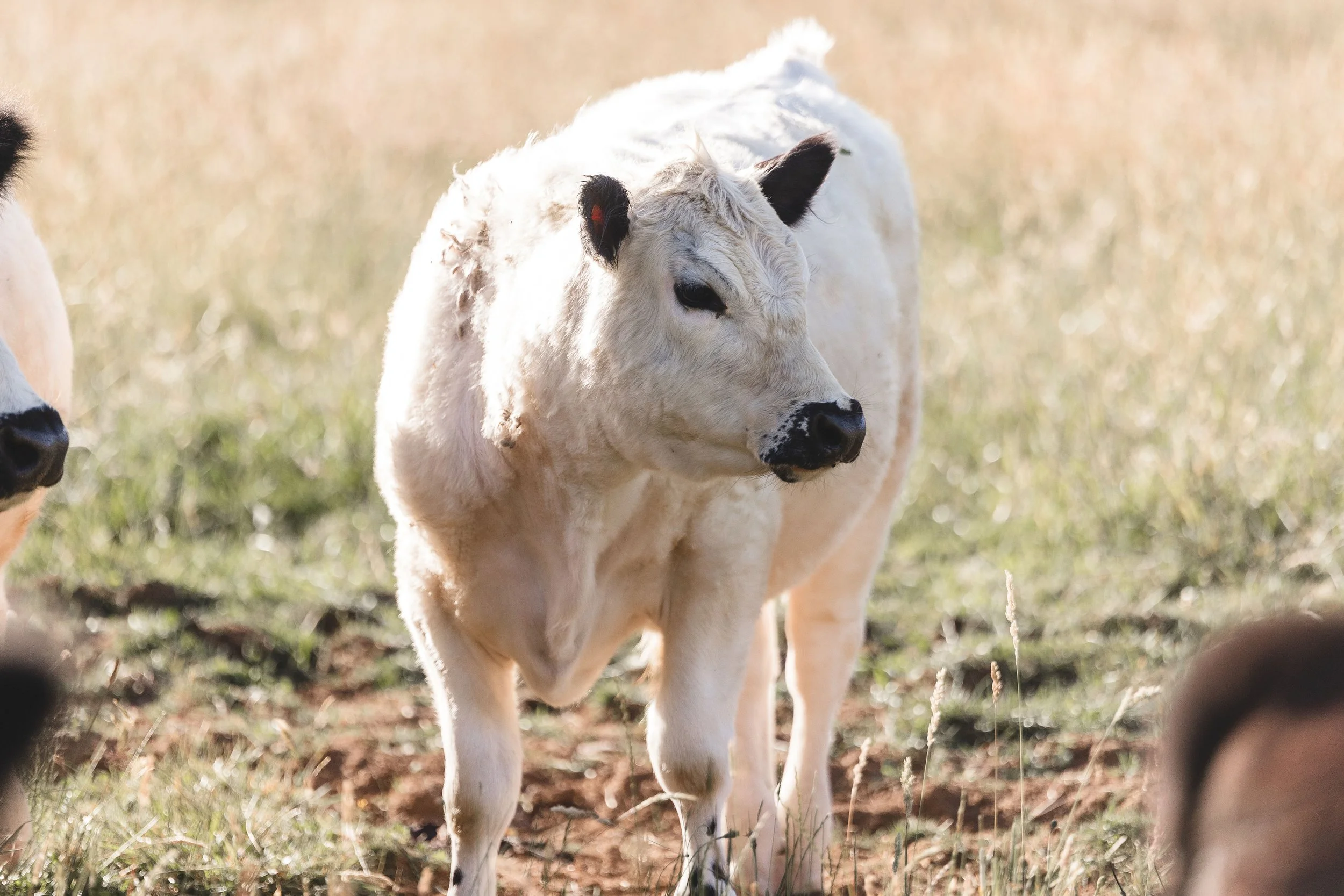 A young white calf with black ears standing in a grassy field with sunlight.