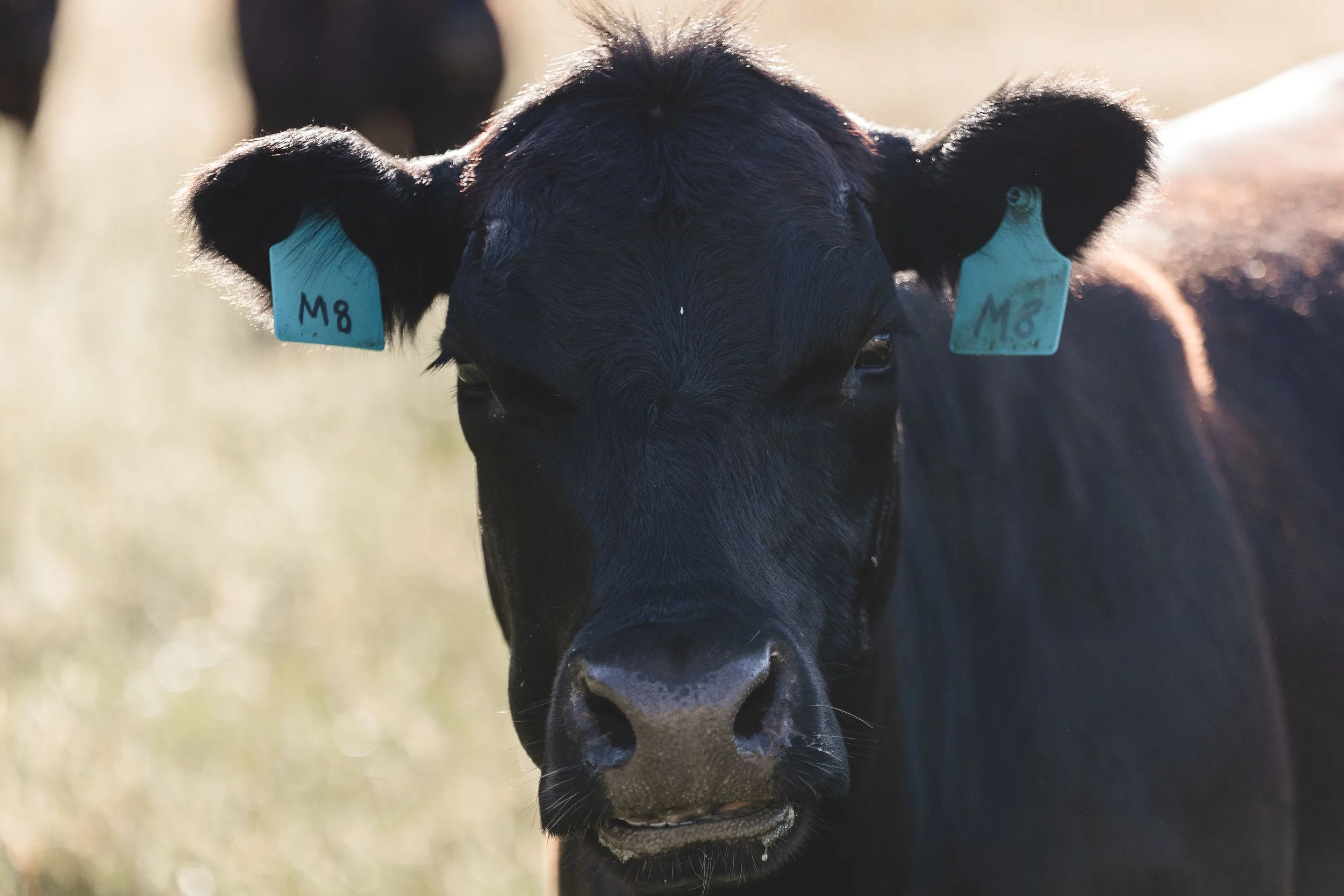 Close-up of a black calf with blue ear tags, standing outdoors, blurry background.