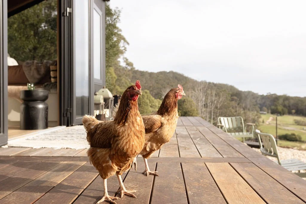 Two chickens standing on a wooden deck outdoors, with a landscape of trees and hills in the background.