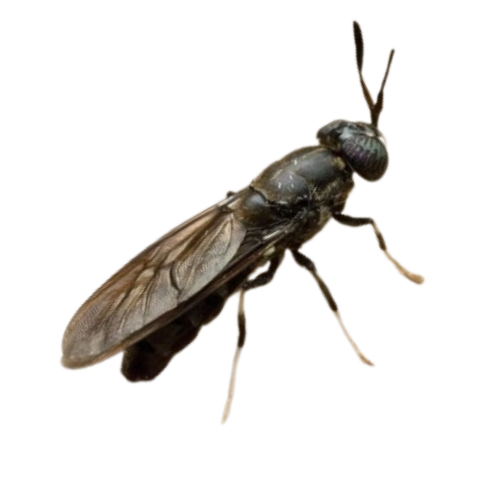 Black soldier fly mid open wings