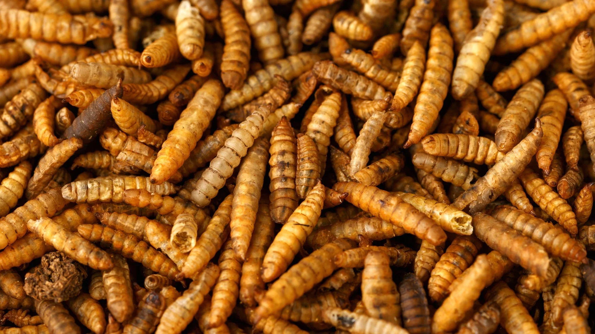 Black Soldier Fly larvae used for commercial insect protein production and organic waste conversion.