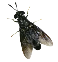 Close-up of a black fly with transparent wings.