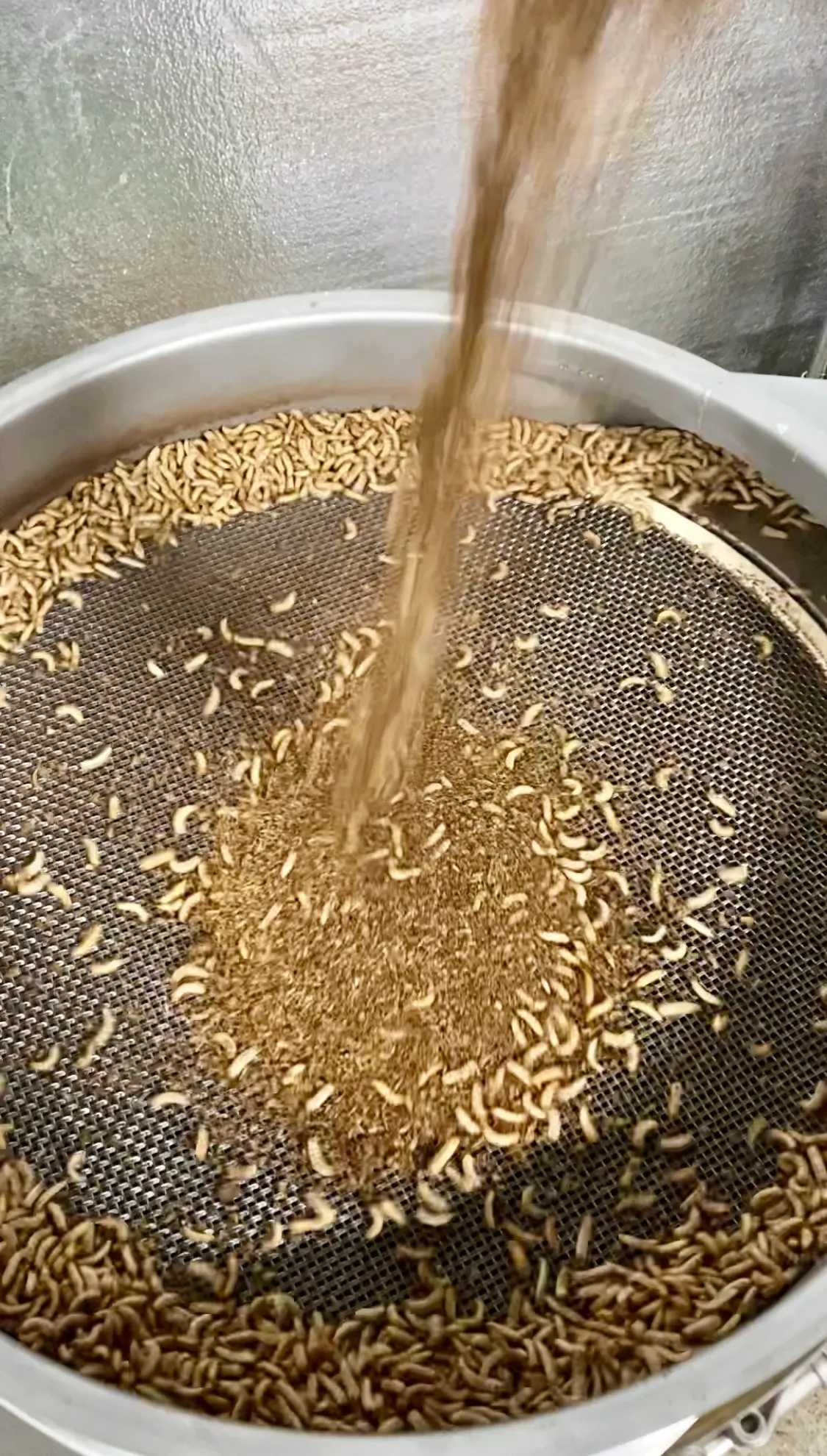 Soldier Fly: The Unsung Heroes Revolutionizing Composting