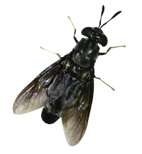 Black Soldier Fly open wing top view left side
