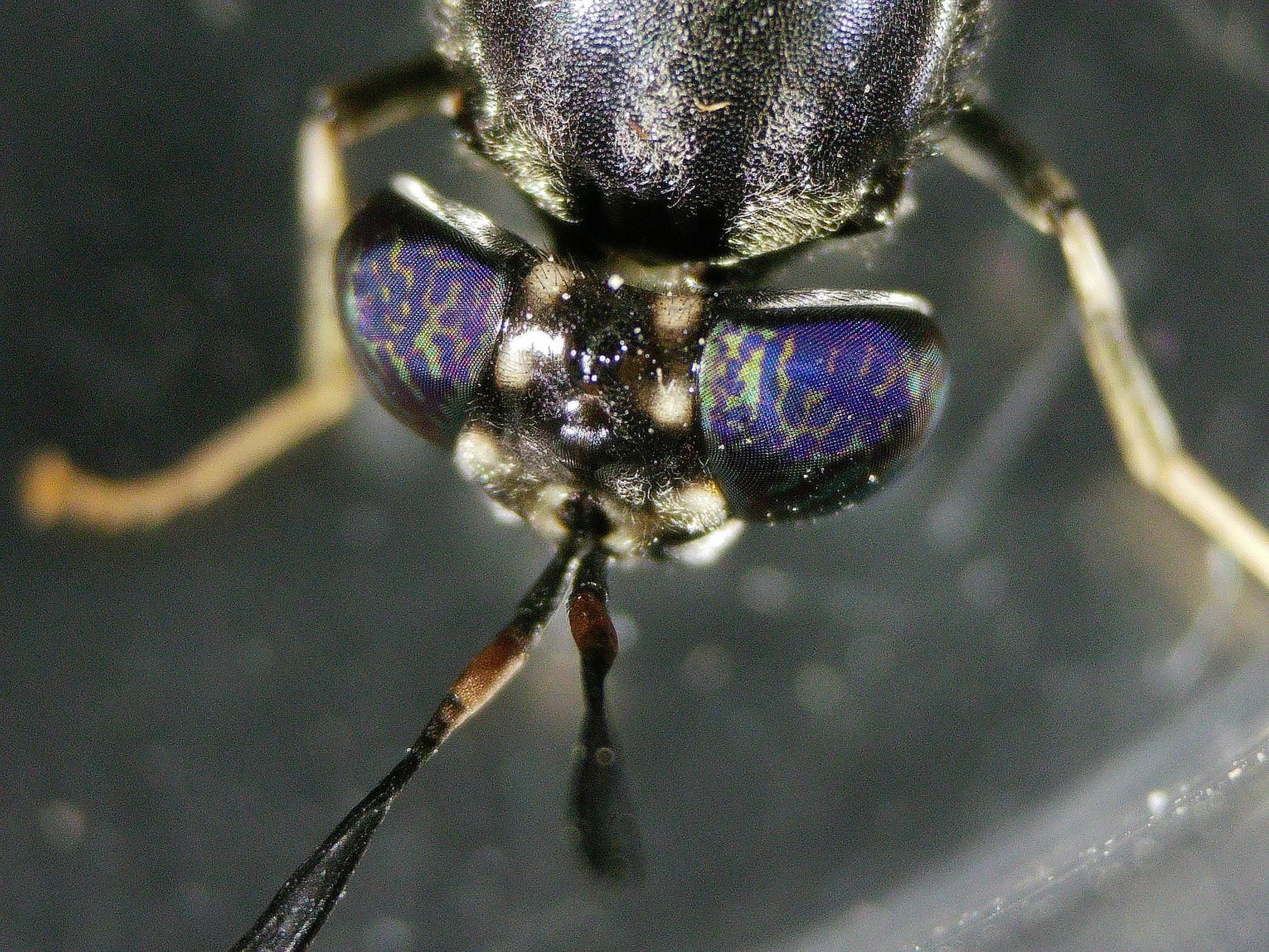 Black Soldier Fly  front close up view