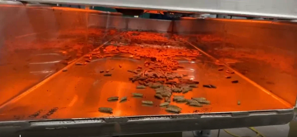 BSF Technology: Revolutionizing Organic Waste Conversion