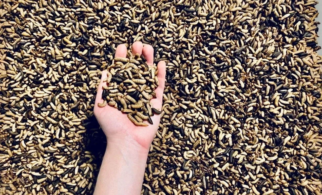 Black Soldier Fly Larvae mixed with human hand holding a handful BSF