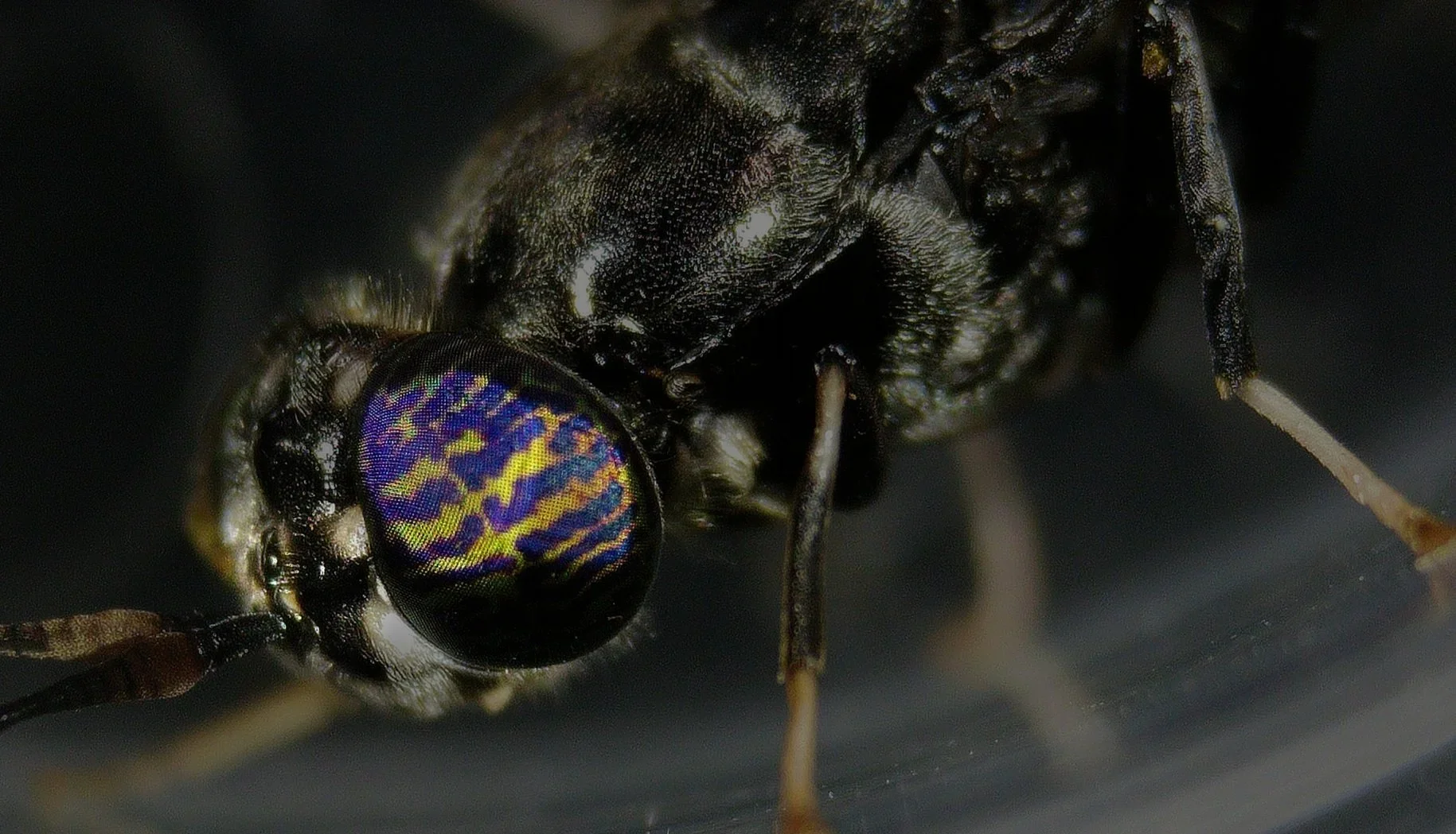 Black Soldier Fly side view close up