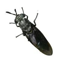 Black Soldier Fly open wing top view left side