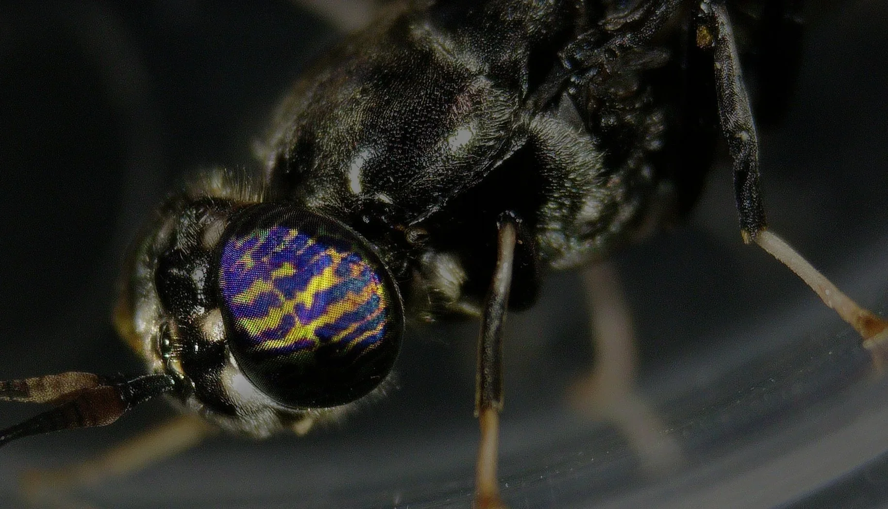 Are Soldier Flies a Threat to Humans?