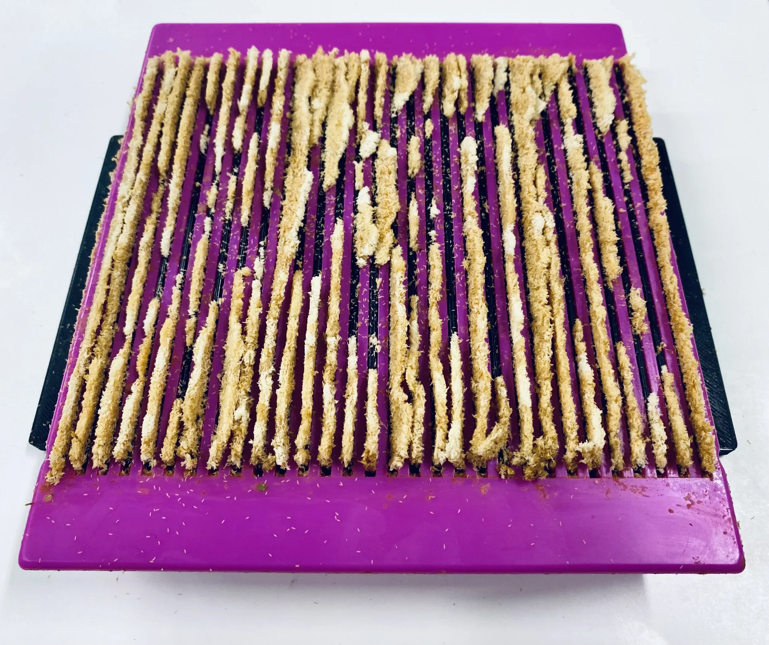 Black Soldier Fly Egg collection blocks